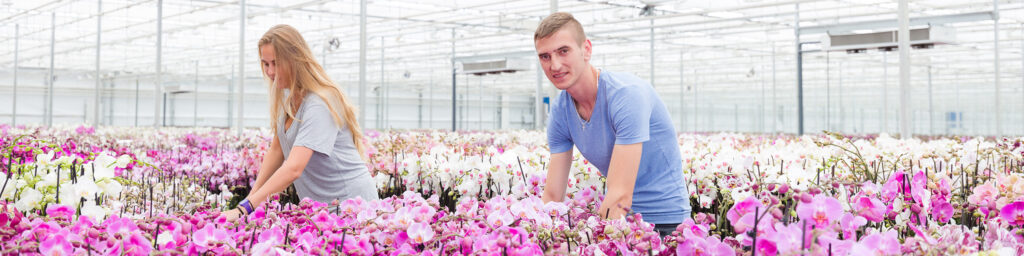 Werknemers in Orchideeen kwekerij Aardse Orchids werken in kas met orchideeen. Verhulst Visuals fotografie